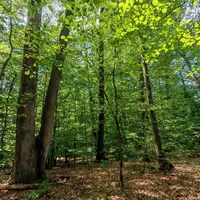 Práce v cirkevných lesoch